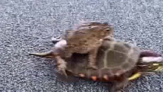 自从主人给乌龟配了车，乌龟每天要载蛤蟆去兜风