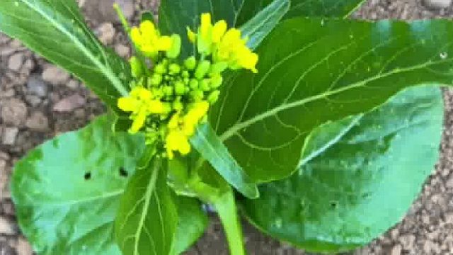 农村遍地都是你想不到的田园生活