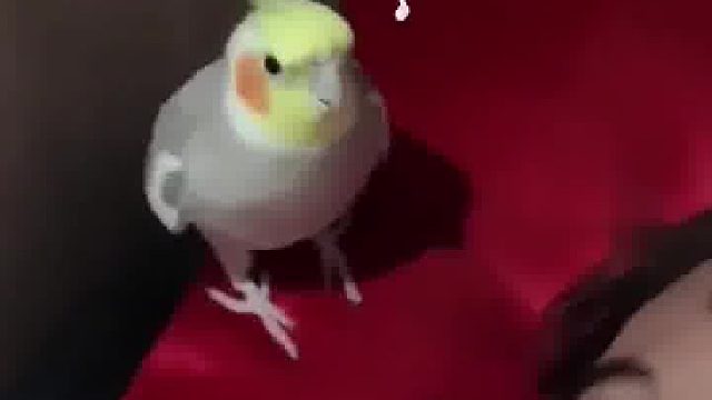 鹦鹉主人的手机闹钟响过后，它复制了铃声跑耳边继续响