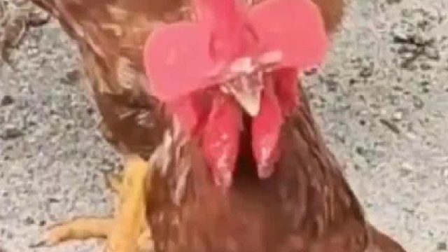 弟弟给姐姐说鸡戴上了眼镜 一看确实是 网友：有幸看过走近科学，是为了不让小鸡儿干仗