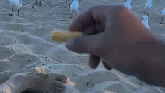 男子用薯条戏弄海鸥，真是太可气啦