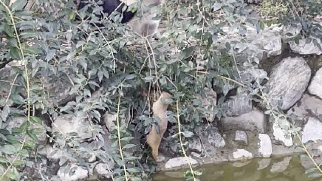 还在僵持，我试着看能不能把狗子们赶走，救救这个抓着枝条已经吊了好久的小东西