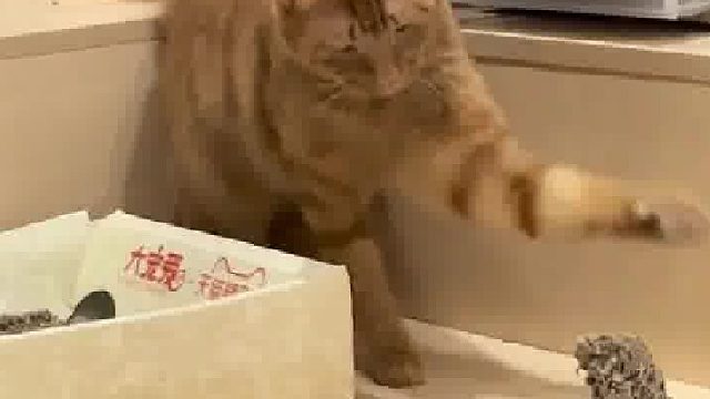 对不起我笑的太大声了哈哈哈