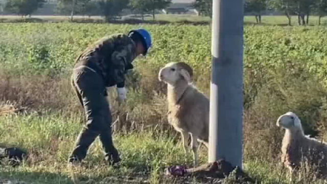 羊：今天他拿下头来和我顶