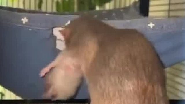 一定要看到最后，被老鼠妈妈的思维逻辑逗笑了……