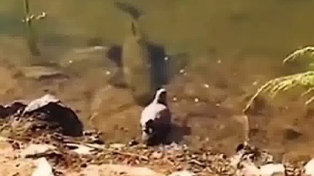 鱼居然还会捕鸟