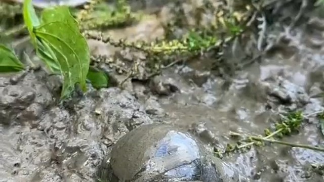 这种灯泡现在看不到了吧