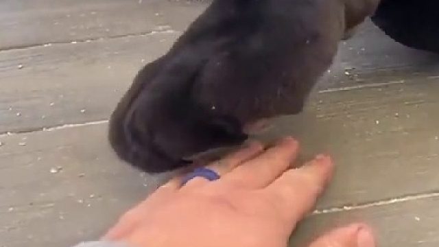 豹豹：你就算没注意我情绪变化 也该注意到我手指甲的变化吧