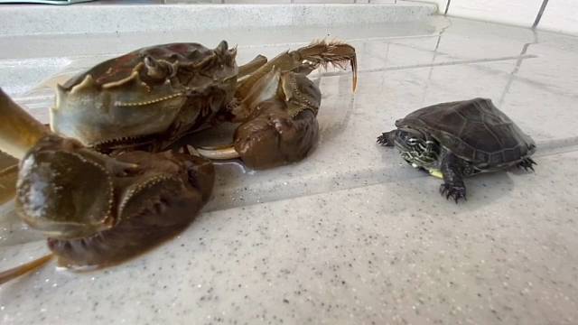 詹姆斯与威少日常