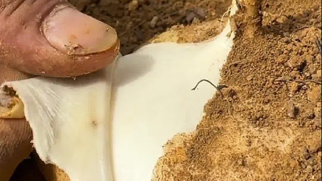 这难道不都是叫地萝卜嘛