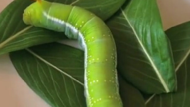 边吃边拉，两不耽误啊……