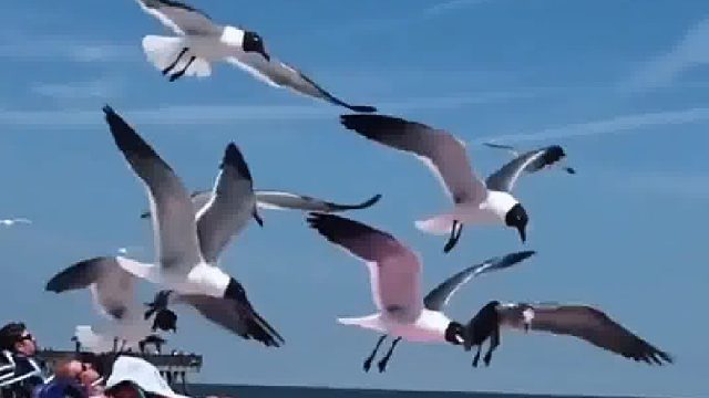 海鸥的智商一直不在线，唯一信仰就是搞点薯条