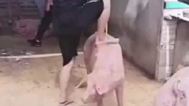 猪：我承受了这个物种不该承受的压力