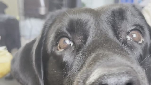 当狗子进入掉毛季