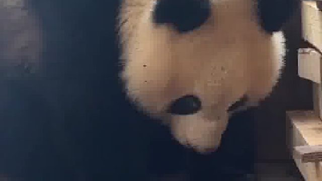 大熊猫等待救护中