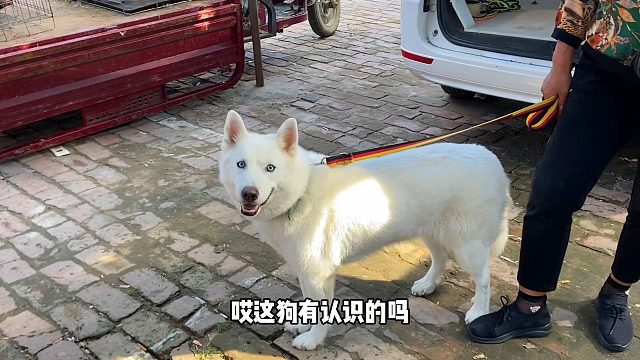 逛大型狗市看热闹集会！遇到只全身雪白十分漂亮的狗！非常少见！