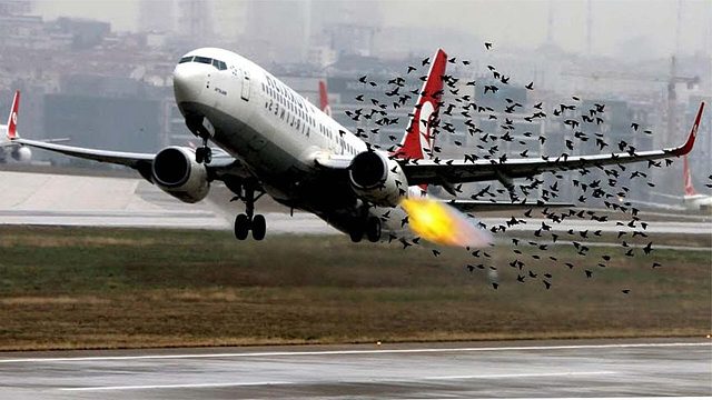 飞机高空意外撞鸟，看完简直难以承受！镜头记录下全过程