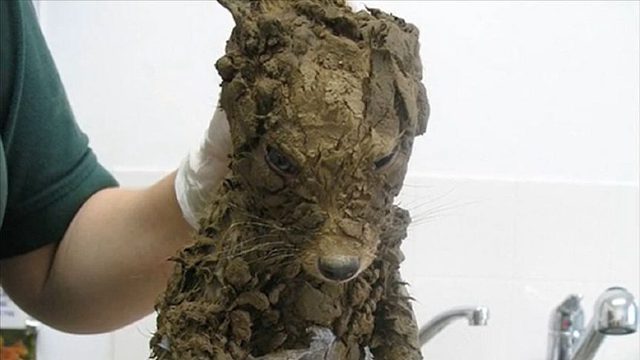 男子从泥坑捡到一只狗，带回家洗干净后，愣住了：什么东西？