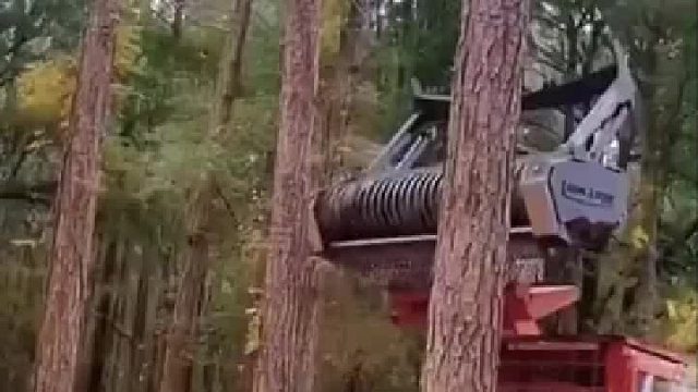 一开始以为是伐木 伐木我理解 锯成锯末几个意思？