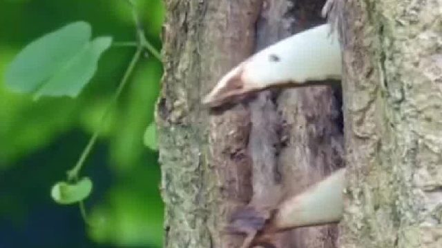 花冠皱盔犀鸟出巢画面有多萌