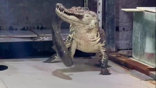 别急！我再去给你们买黑鱼去__话说喜欢的话免费的小花花可否送个？