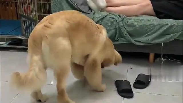 狗狗乱吃东西被女主人追着喊吐，却不及一