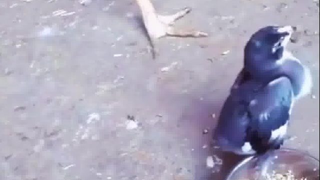 这小鸡长大了还得了……