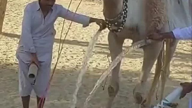 国外严重缺水，骆驼的作用就体现出来了