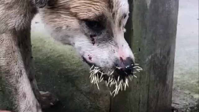 谁干的？不会是人为的吧