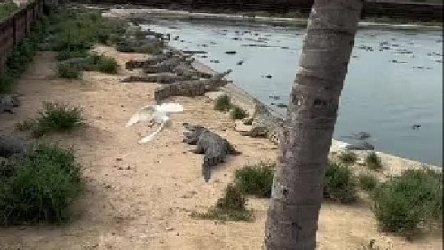 什么动物是鳄鱼的克星