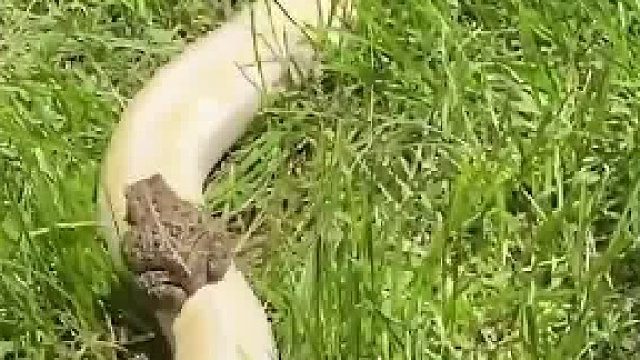 御蛇而行的蟾蜍