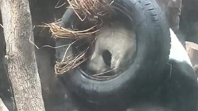 当轮胎突然掉落后，北动影后大美萌，爆发最精彩的瞬间！不愧是影后