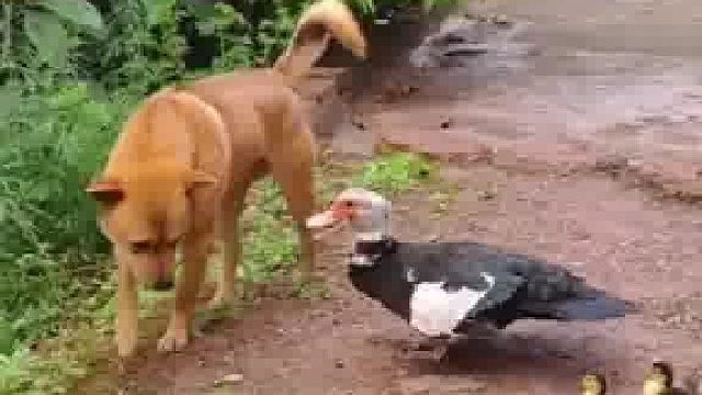 狗：对不起对不起，无意冒犯，借过借过