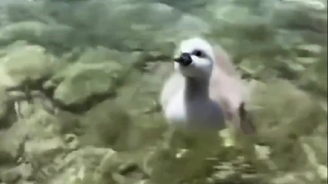 国外大叔在河边散步偶遇只奇特的小鸭子，好心收留后竟然还给大叔带来意外惊喜