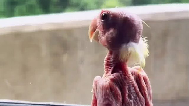 小姐姐打扫院子时捡到一颗鸟蛋，仔细研究后成功孵化却笑不出来