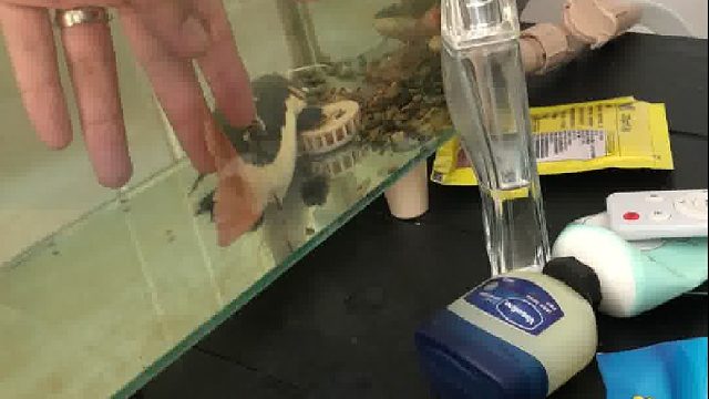 养了条鱼，给大家看看