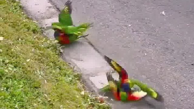 两对鹦鹉夫妻在马路上吵架……
