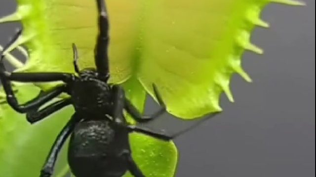 我怀疑捕蝇草不是植物，是动物，蜘蛛不会咬个洞跑出来