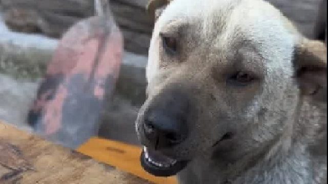 可能农村土狗是真的把礼节刻进了骨子里吧.....