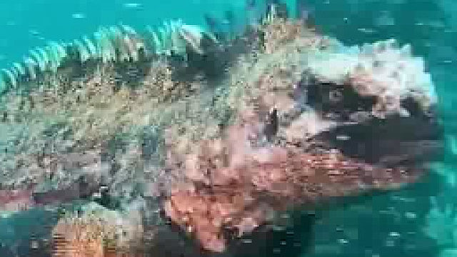 冷知识这玩意儿是食草动物