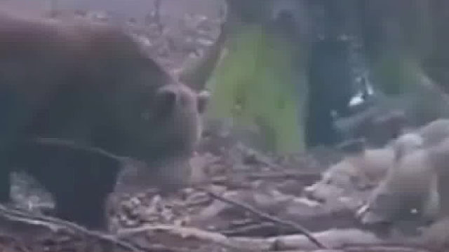 熊跟狼抢食，这熊太霸气了