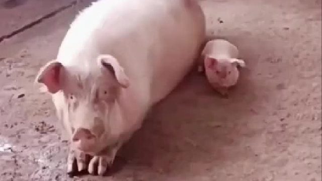 好吃好喝伺候着。就给你生了一个小猪崽