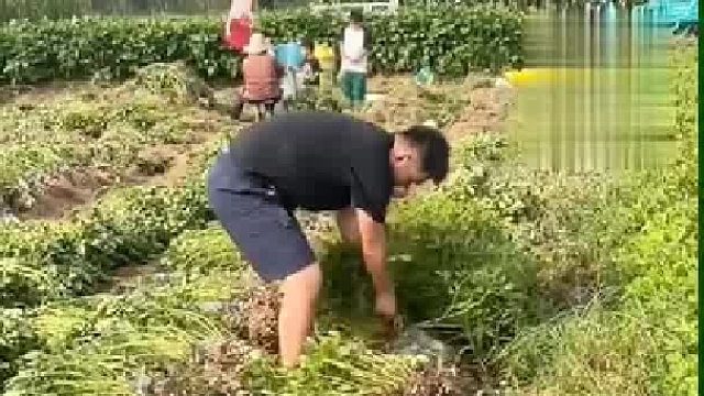 女孩带男友薅花生，网友：今天干活不积极，明年今天还叫姨~~~