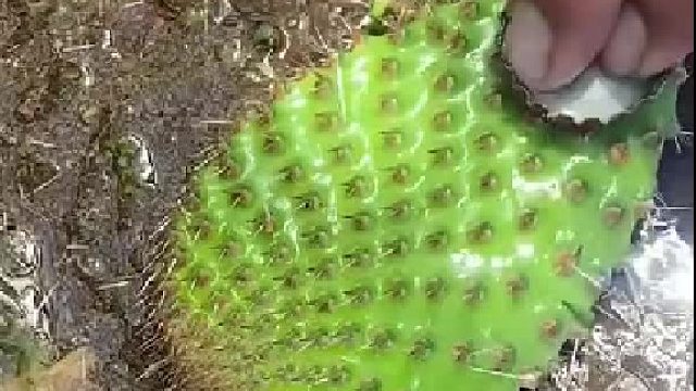 凉拌好吃还是爆炒好吃点