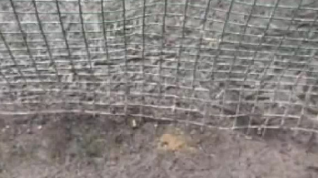 真是急死鸭子了