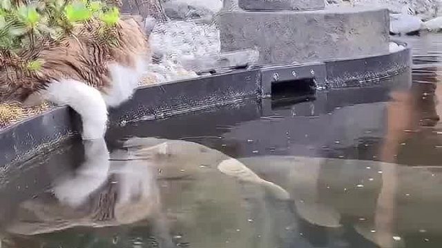 每次小猫不开心的时候 就会来到后院的池塘边 这时 小鱼就会游过来安慰它