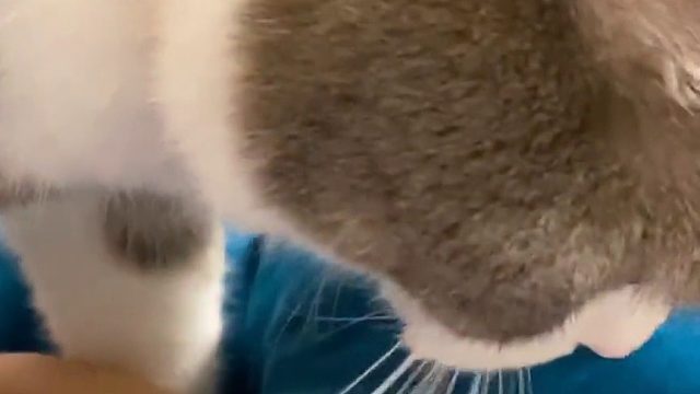 土豆是个猫型小闹钟  每天到时间了就来给我踩醒