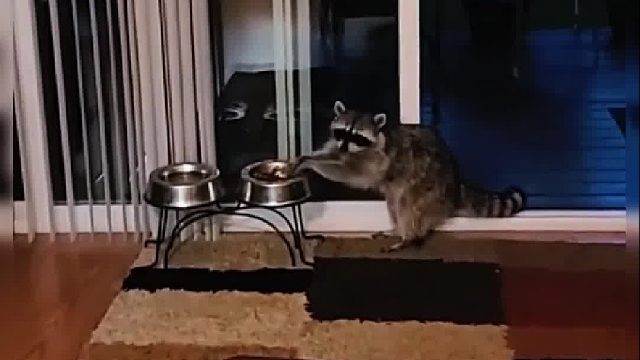 浣熊妈妈冒险进院偷食物，竟是为了刚出生的孩子不挨饿