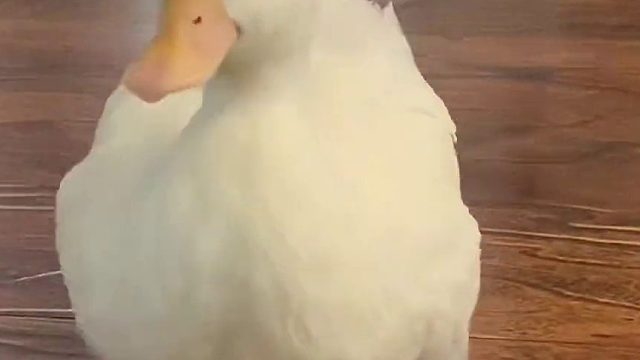 我能作证 每次都是地板先动的手