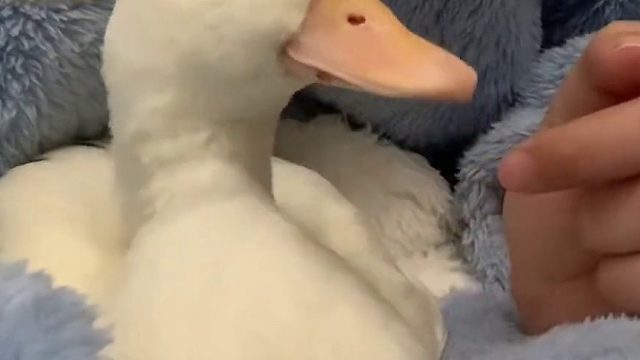 一生要强的鸭子